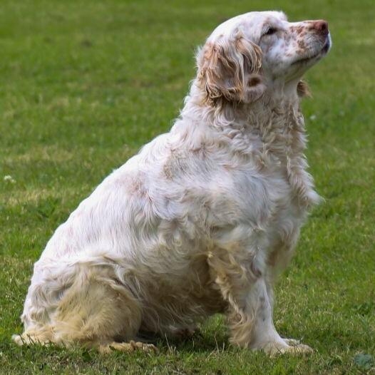 Clumber spaniel hot sale kennel